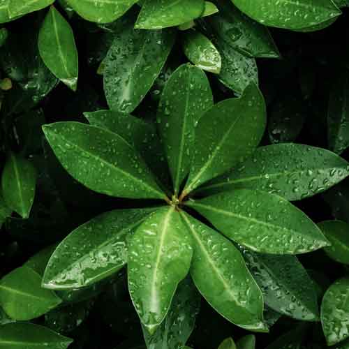 Schefflera im Regen 62