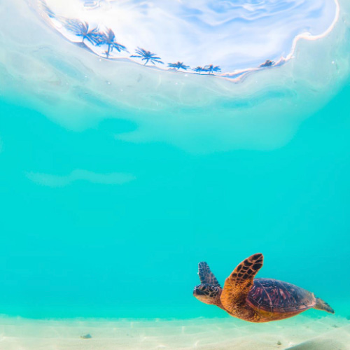 Meeresschildkröte 06