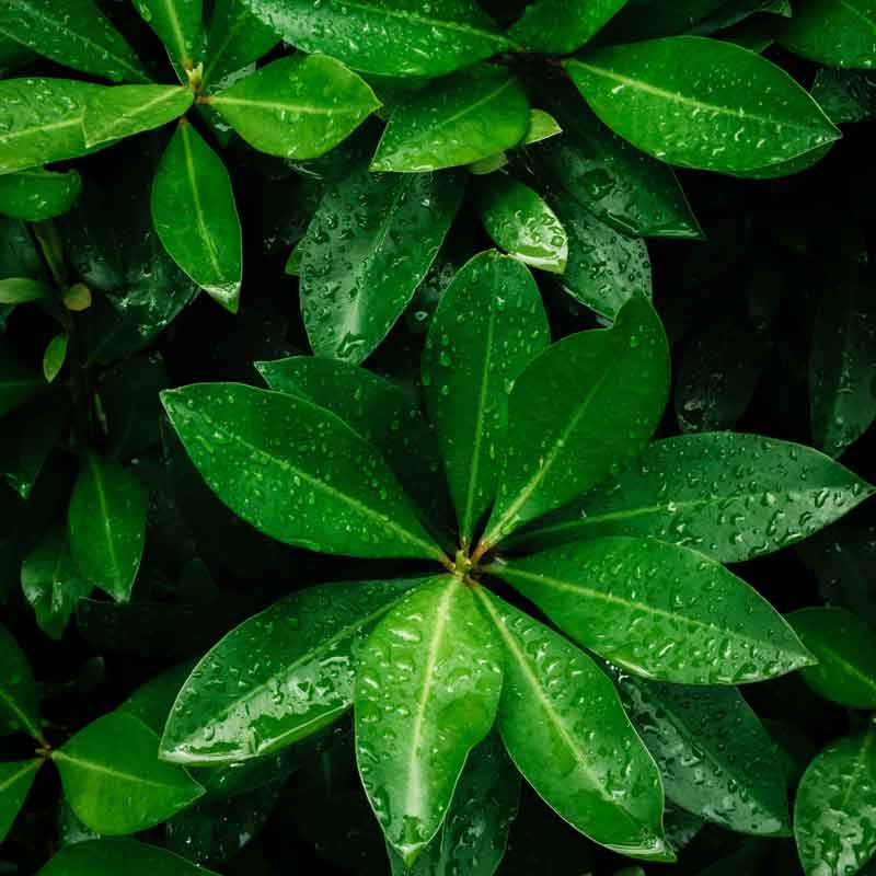 HSK RenoDeco Fotodruck Designplatte Seidenmatt 100 x 255 cm