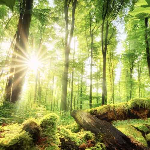 Sonniger Sommerwald 18