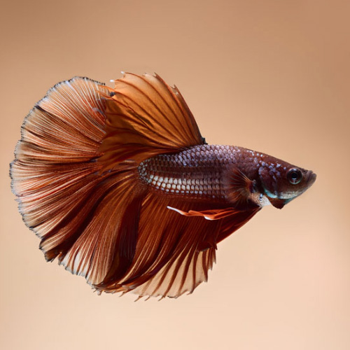 Betta Fisch 87