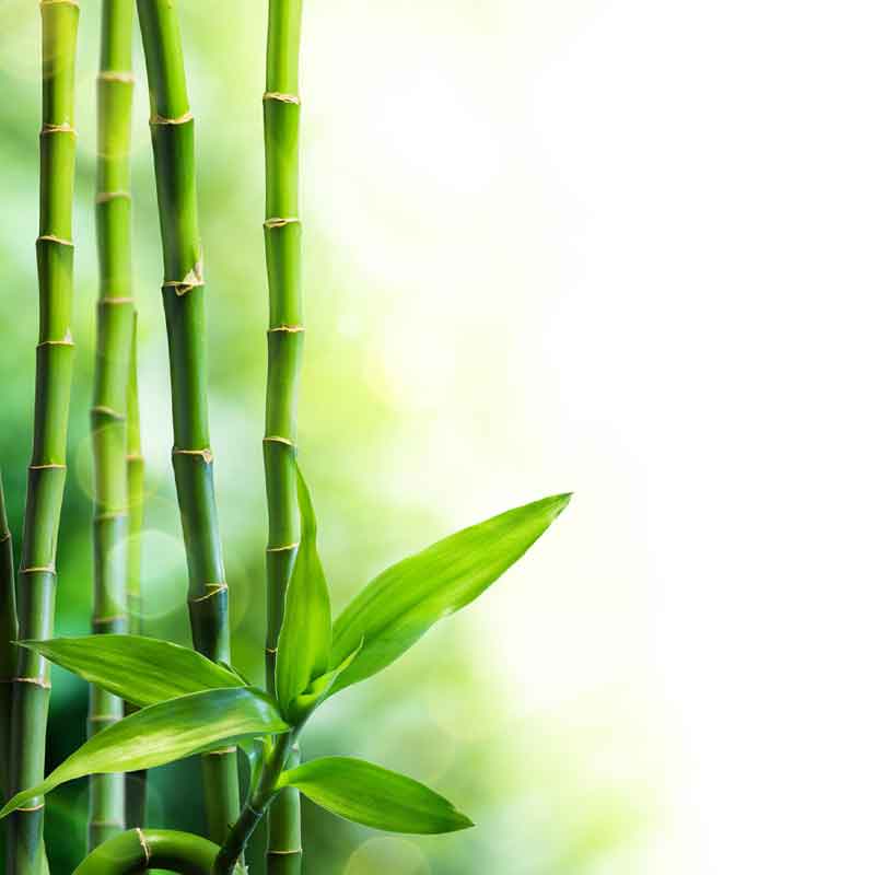 HSK RenoDeco Fotodruck Designplatte Seidenmatt 100 x 255 cm