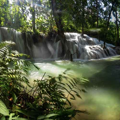 Farn am Wasserfall 49